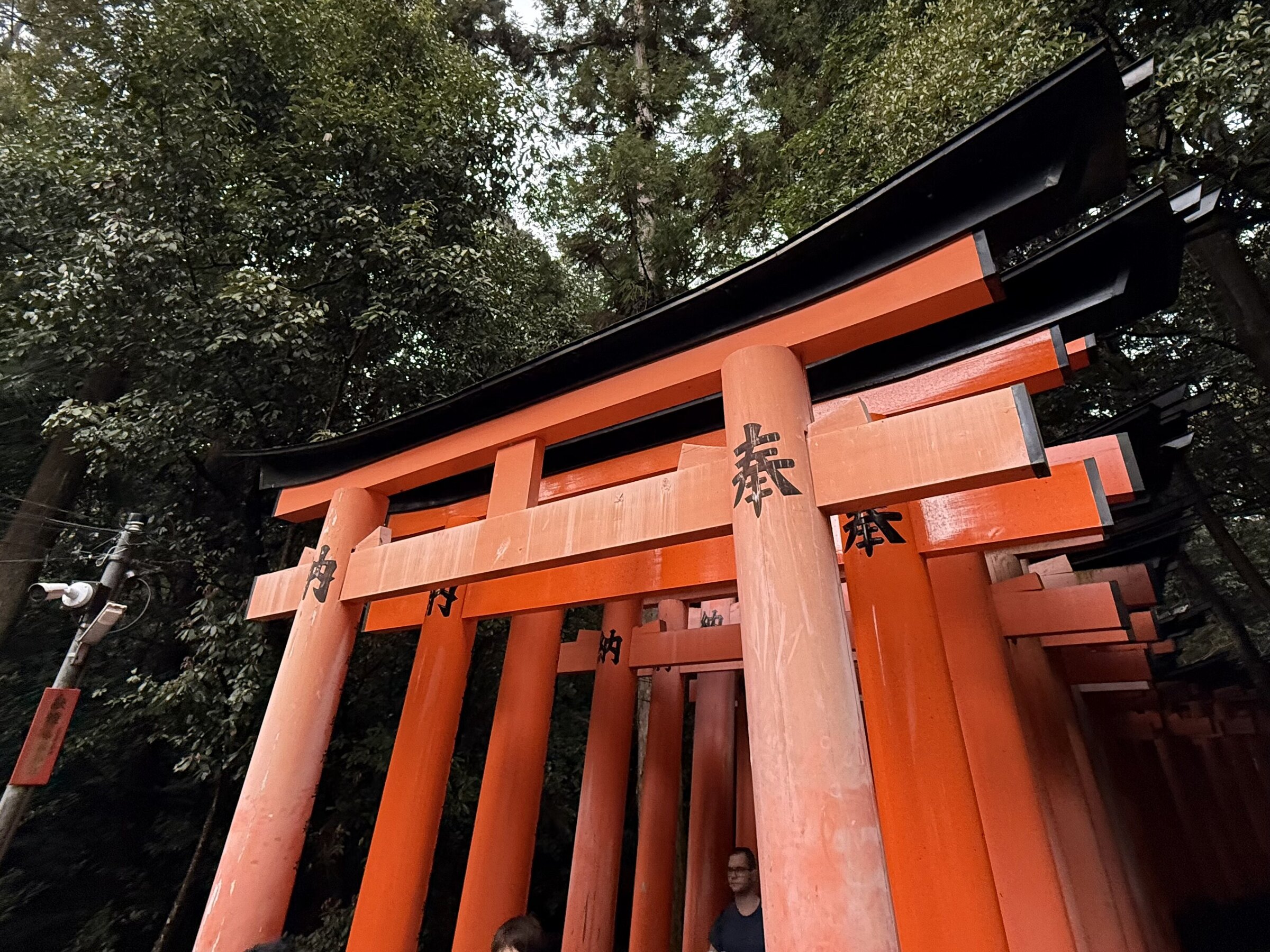 Red torii gates rising through the trees at Fushimi Inari.
